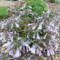 Penstemon hirsutus var. pygmaeus